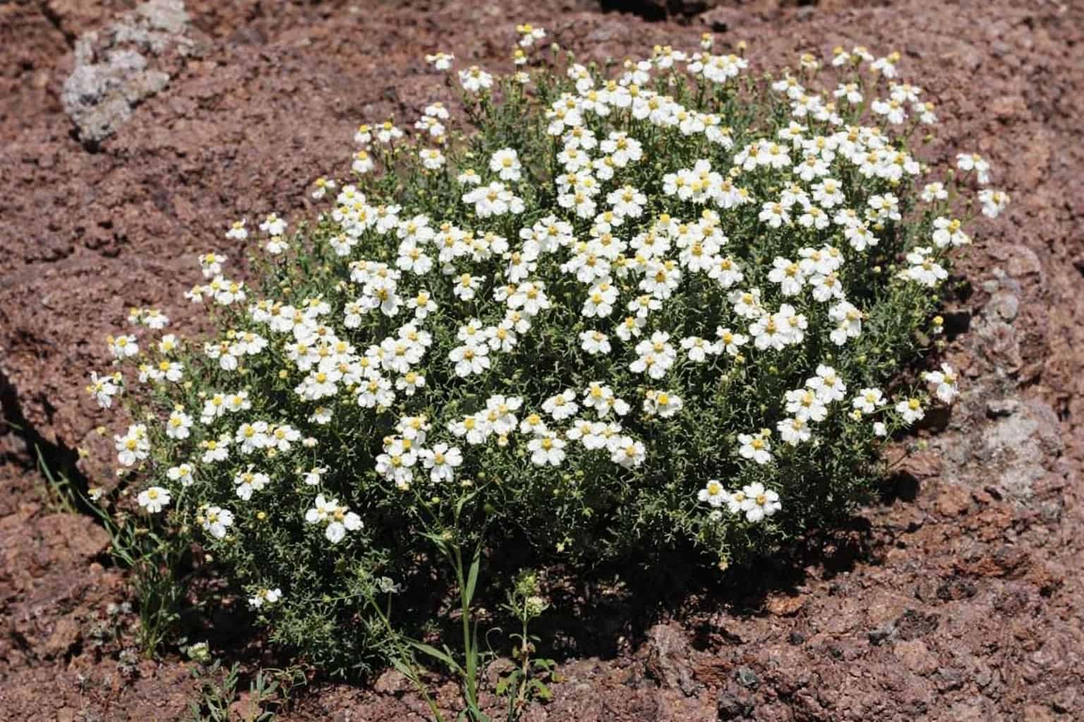 Shrubs & Perennials image