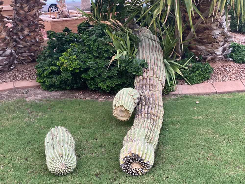 Cactus Trimming & Removal image