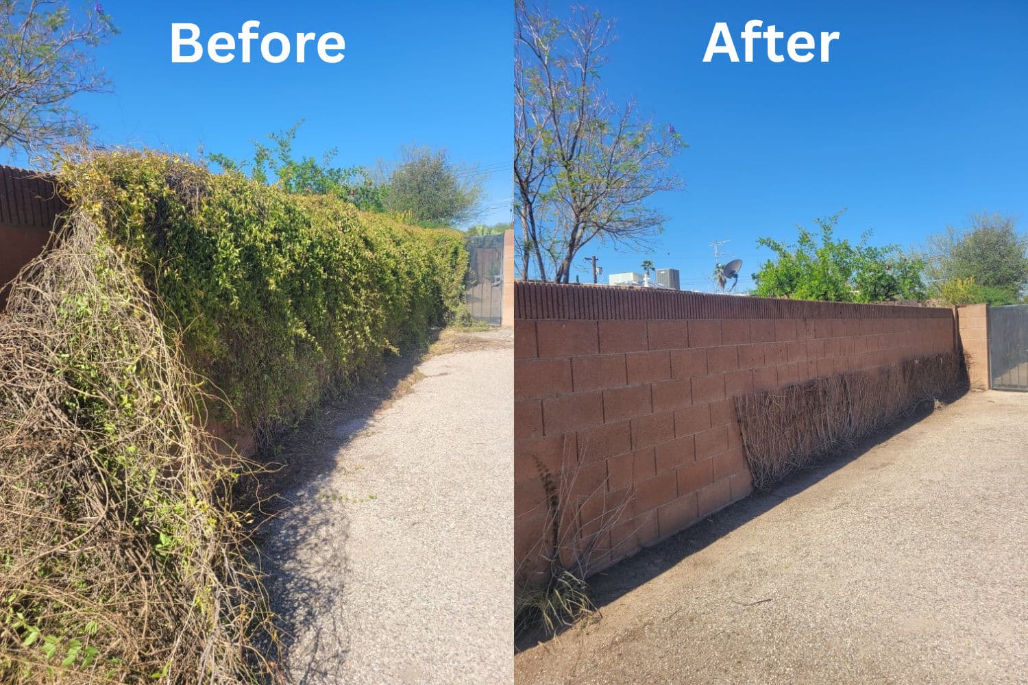 Gallery photos for Weed Removal and Overgrown Yard Cleanup in Flowing Wells: Image #2