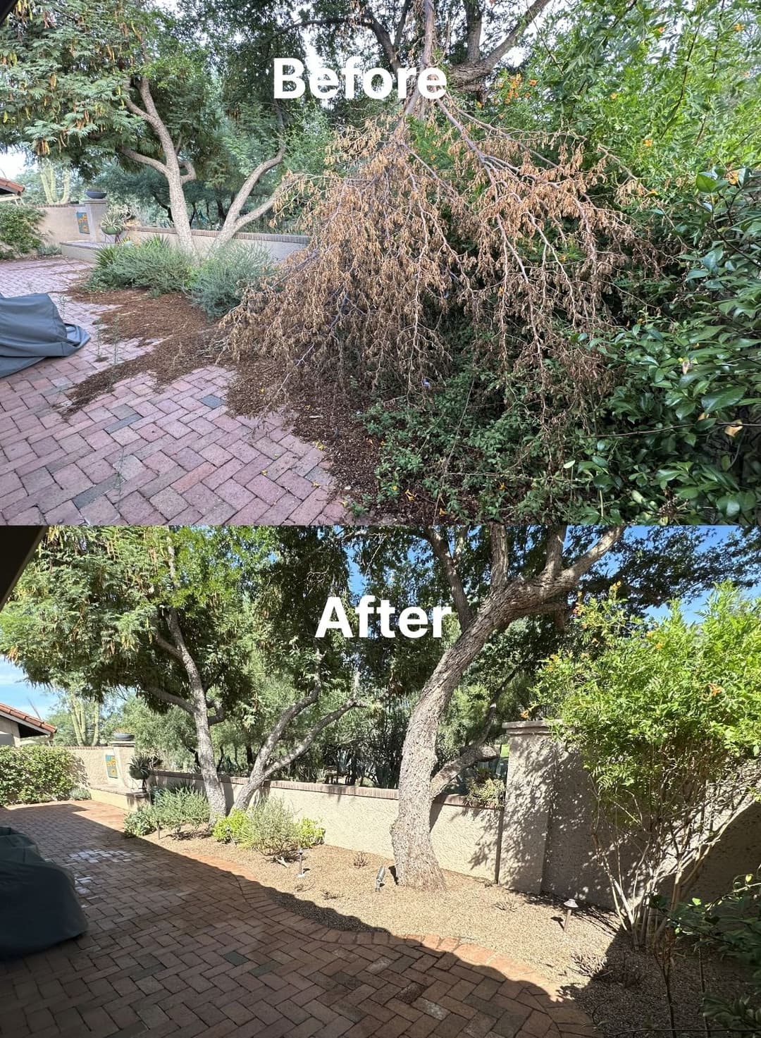 Before and after garden transformation showcasing improved landscaping and healthier plants.