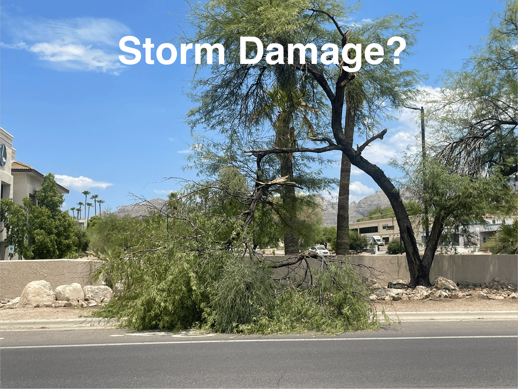 Project Tucson Monsoon Storm Cleanup for Fallen Trees and Debris image
