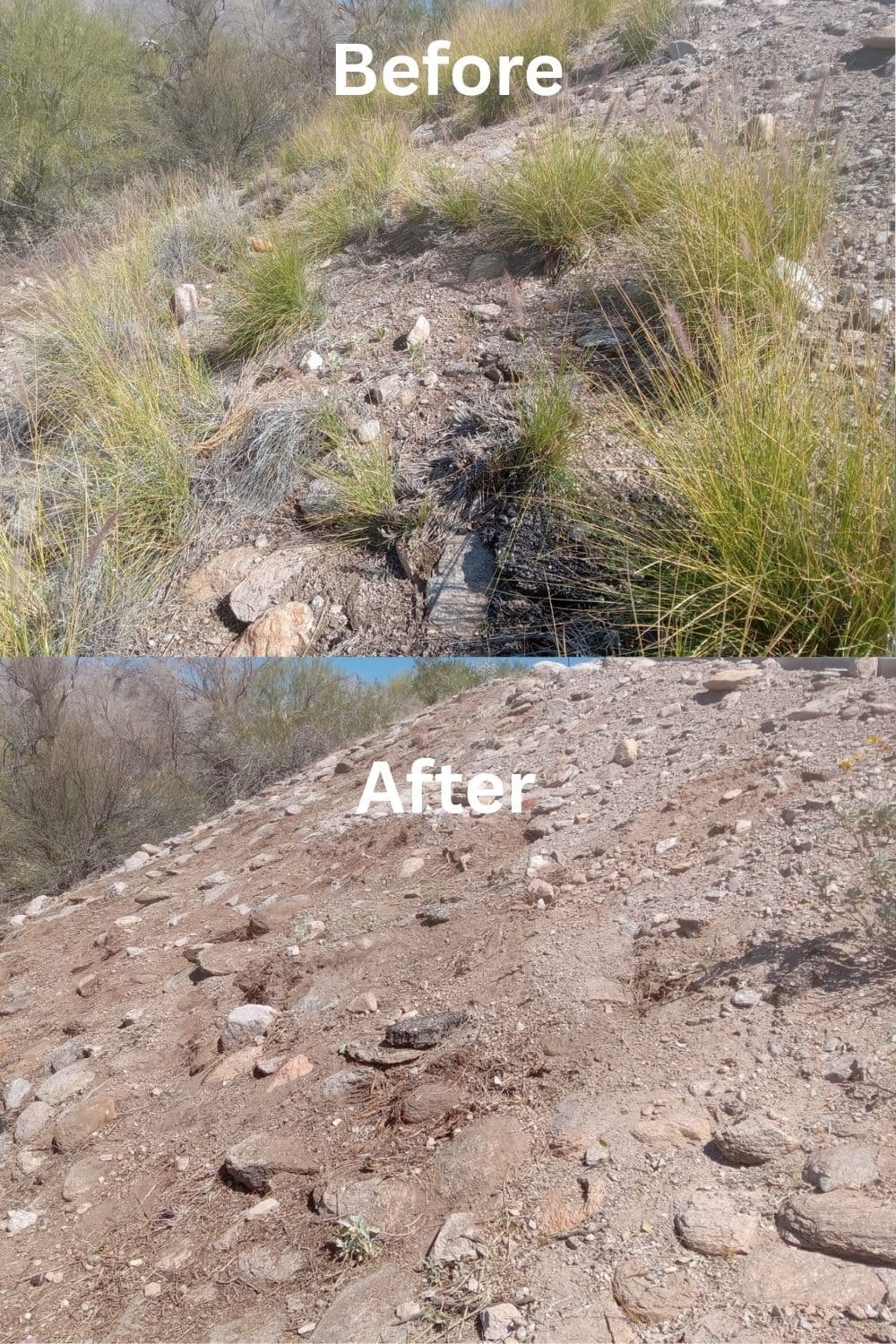 Project Efficient Buffelgrass Removal in Catalina Foothills image