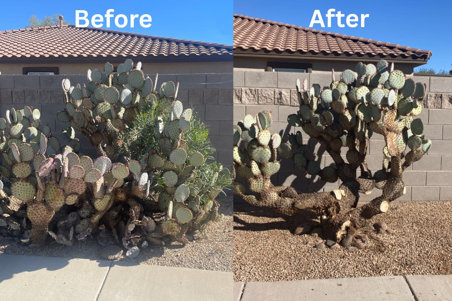 Project Cactus Pruning Success in Your Desert Garden image