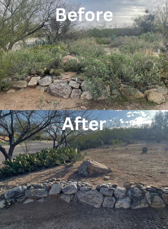 Tucson Garden Transformation Clearing Overgrown Spaces