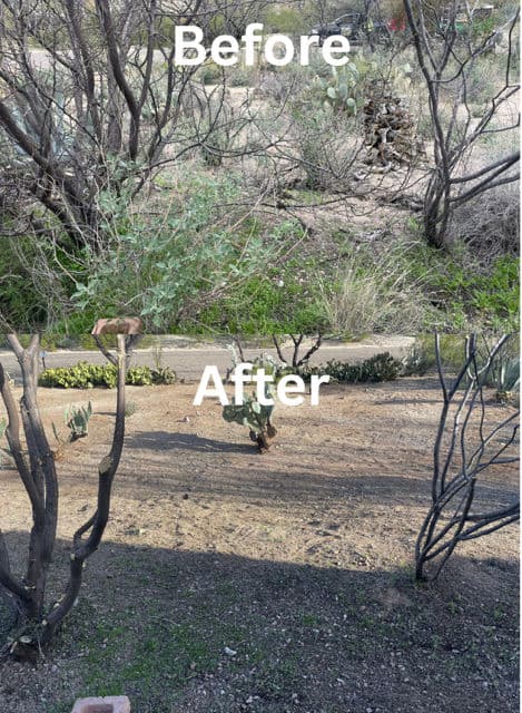 Transforming an Overgrown Yard with Expert Care