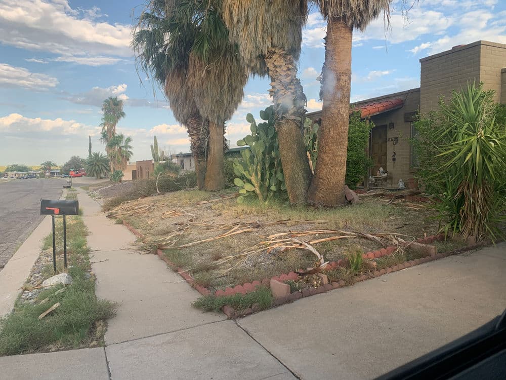 Desert landscaping with palm trees and cacti outside a residential home on a sunny day.
